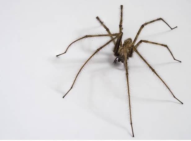Top tips for keeping spiders out of your home during mating season