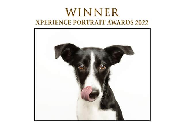 Phil's winning photo of Ellie the border collie