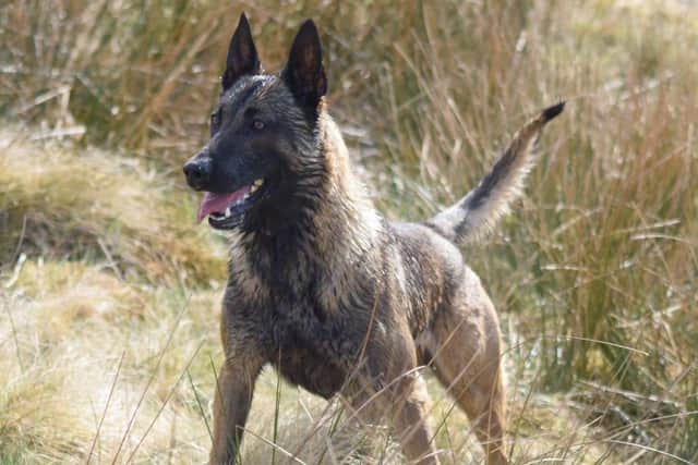 Viper the police dog is the hero of the hour after tracking down a wanted male in Burnley who had fled from police