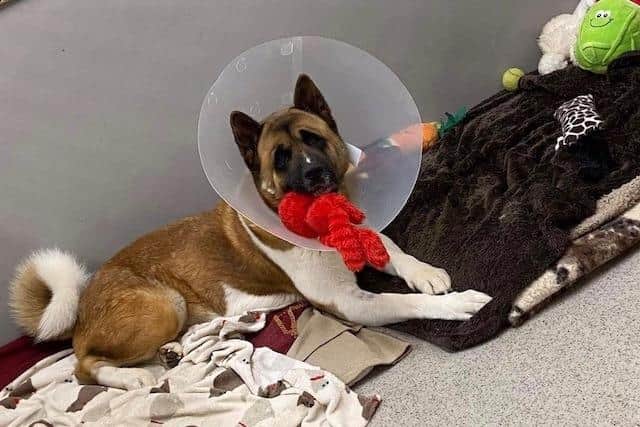 Buster, a six-year-old Akita who needs surgery on both legs, is being cared for at Bleakholt and money is being raised for his treatment which will cost £7,000.