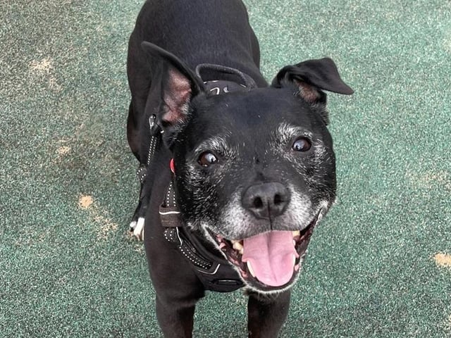 Breed: Terrier (Staffordshire Bull) Sex: Female Age: 12 years 0 month