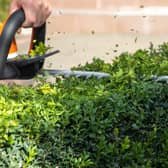 Hedge trimmers are at their lowest price for the past 12 months according to new research (photo: Adobe)