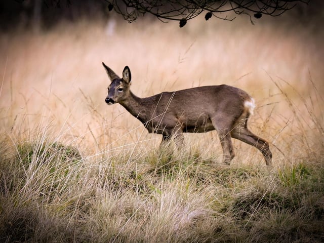 Roe deer. Parish of Cliviger.