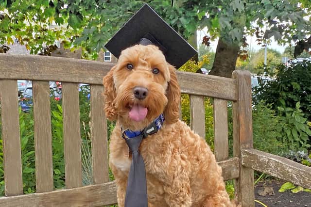 Trainee therapy dog Alfie the apricot cockapoo has graduated with flying colours to become ‘Head of Happiness’ at East Lancashire Hospitals NHS Trust.