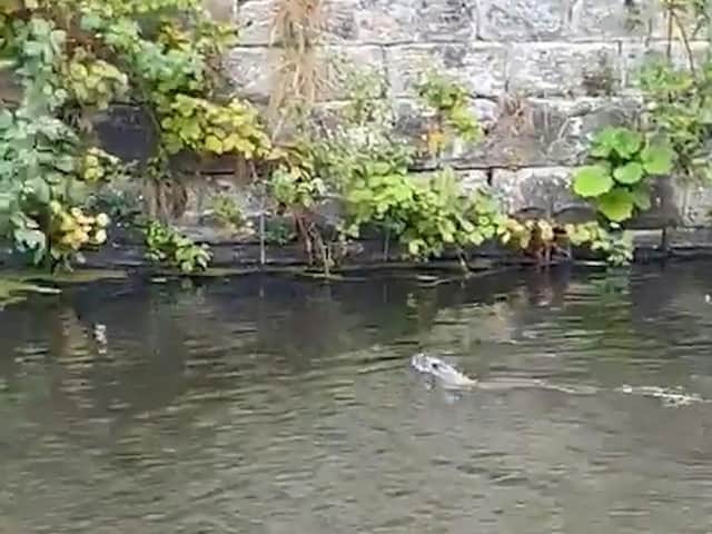 Olivia Foley captured this image of an otter in the Leeds Liverpool Canal in Burnley at the weekend