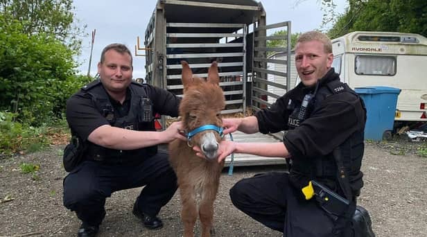 Moon the baby donkey with police officers from Hampshire and Isle of Wight Constabulary