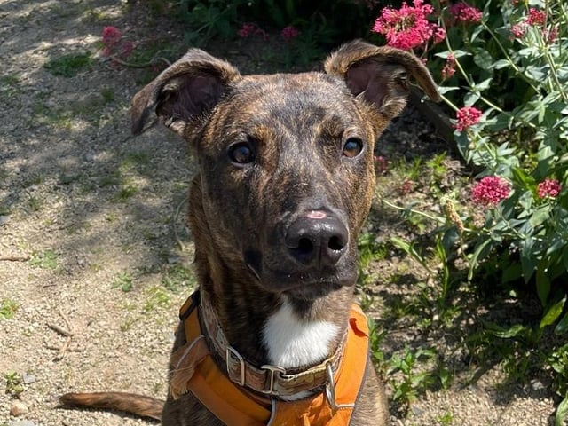 Breed: Lurcher Sex: Male Age: 1 year 0 month