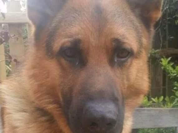 Police dog Bentley proved to be the hero of the hour during a failed attempt to break into  a cash machine in Read.