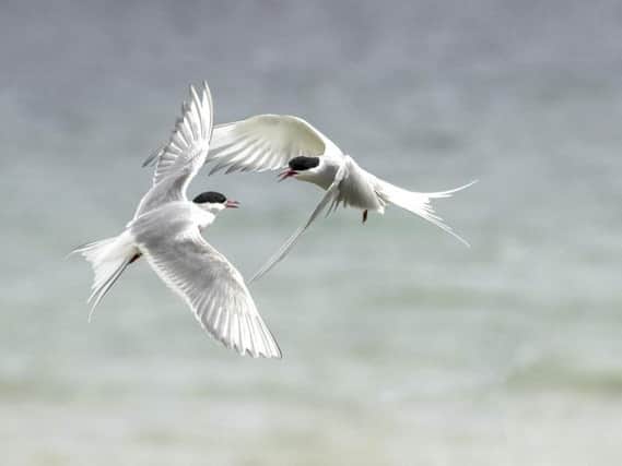 Stephen Root, from Burnely, won CEWE Photoworlds My Inspiring Moments competition with his image of two arctic terns meeting mid-flight
