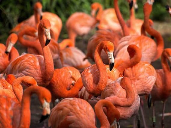 Blackpool Zoo flamingos