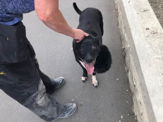 The dog was found on Lowerhouse Lane, Burnley. (s)