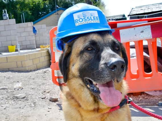 Sanctuary resident Bear the German Shepherd dog wears his hard hat while the renovation work goes on.