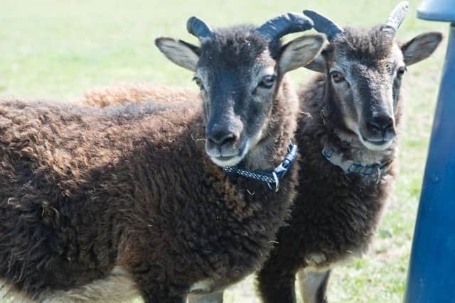 Pan and Freya, the two Soay lambs who were rescued will live out their days at the Bleakholt Animal Sanctuary.