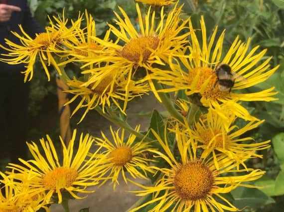 Burnley Council is holding a celebratory meadow festival to highlight the plight of bees. (s)
