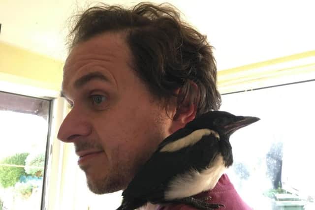 Mike the magpie perches on the shoulder of his owner Steve Rostron.