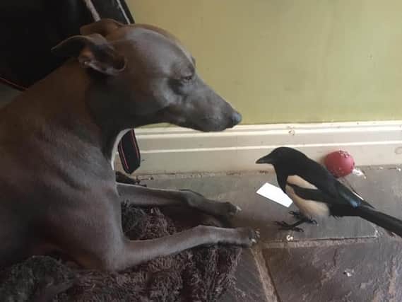 Magpie Mike with his faithful companion and protector Boo the whippet
