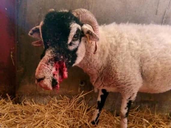The injured sheep following the attack