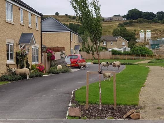 Sheep roaming around Colne with John Allisons farm on the hill in the background.