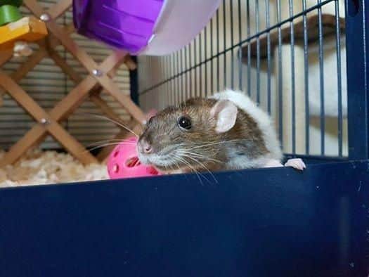 North of England Rat Society are hosting the Preston Cup Show at Christ Church, Fulwood, Preston