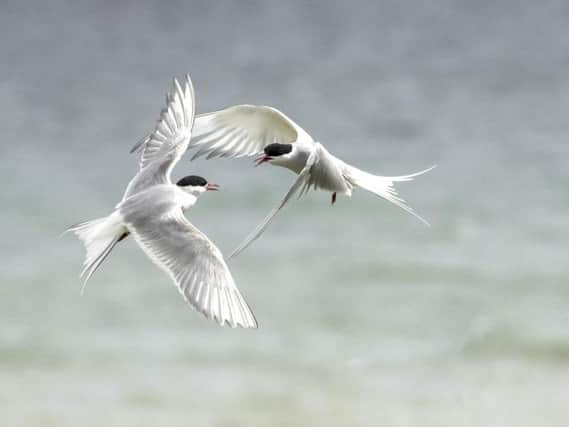 Stephen Roots winning shot of two Arctic Terns.