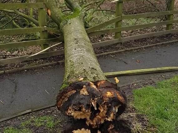 Tree fallen down on Ridge Avenue, Burnley. Picture by Paul Greenwood