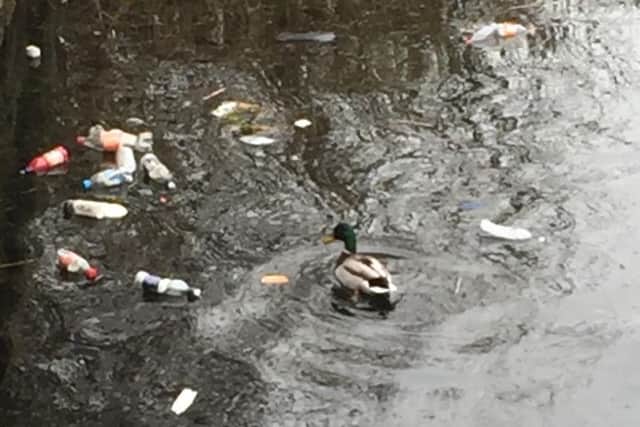 This shocking image of a duck swimming around a  rubbish strewn stream in Burnley's Towneley Park was sent in by a reader.