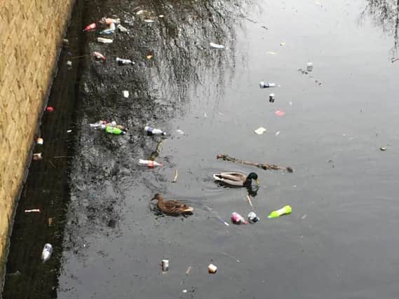The heartbreaking site of ducks swimming around in litter and plastic bottles in the stream at Towneley Park, Burnley.