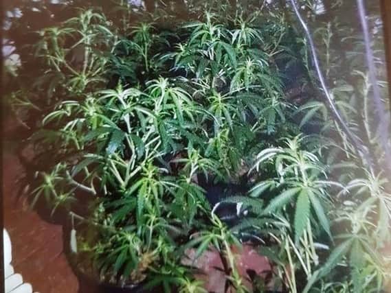Police and fire crews discovered 40 cannabis plants