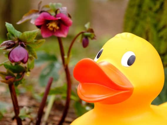 It's the return of the Giant Easter Duck Trail at WWT Martin Mere