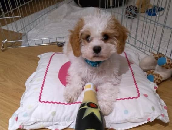 Freddie the six month old cavachon who died after he was attacked by another dog while out for a walk.