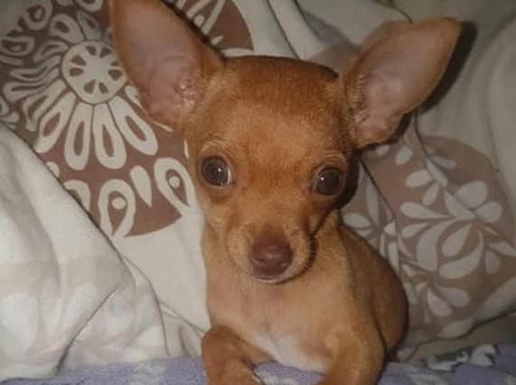 Dotty the ginger chihuahua has been missing from her home in Burnley for almost a week and her owner has offered a reward for her safe return.