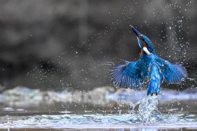 Stephen Root's stunning photograph of a kingfisher