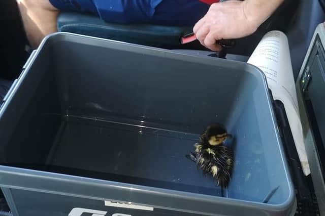 The rescued duckling is safe at last