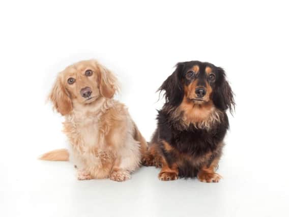 Dachshunds Louis and Rudy are the faces of a national social media campaign. Photo credit: Phil Hargreaves. (s)