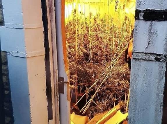 The cannabis plants seized