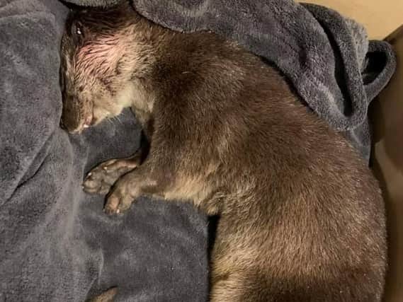 The injured otter found on Whalley Road