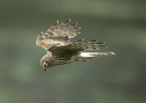 A female Hen Harrier in flight