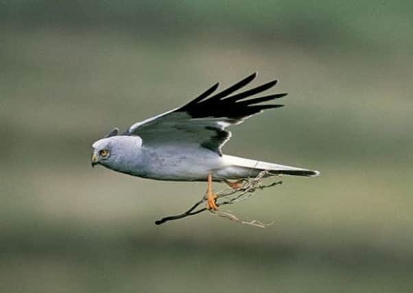 A male Hen Harrier in flight