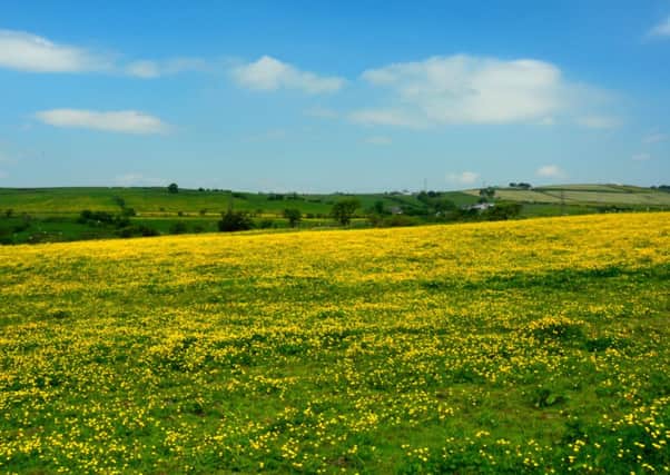 PHOTO OF WEEK: Beverley Macdonald's photo of a buttercup field off Todmorden Road, Briercliffe