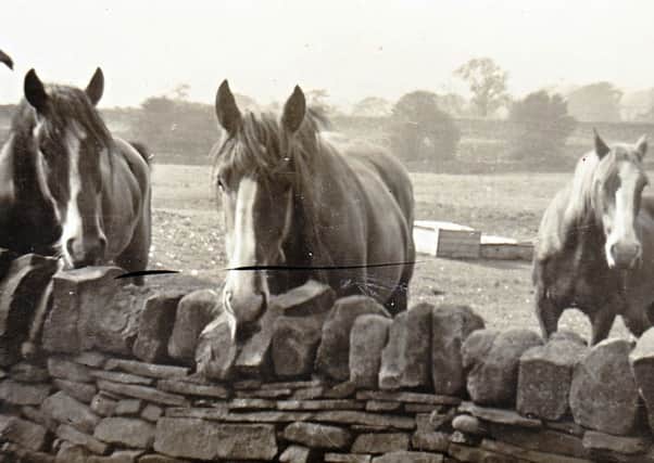 HANDSOME HORSES: The horses of Long Swinden Farm, including Tommy the clydesdale on the left. (S)