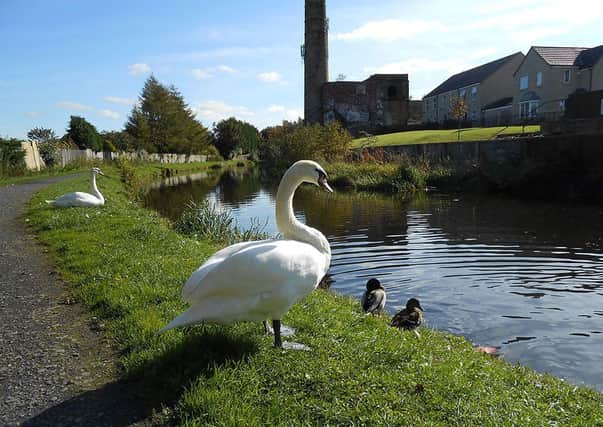 PROUD: A swan overlooking the Leeds-Liverpool Canal, taken by David Parker