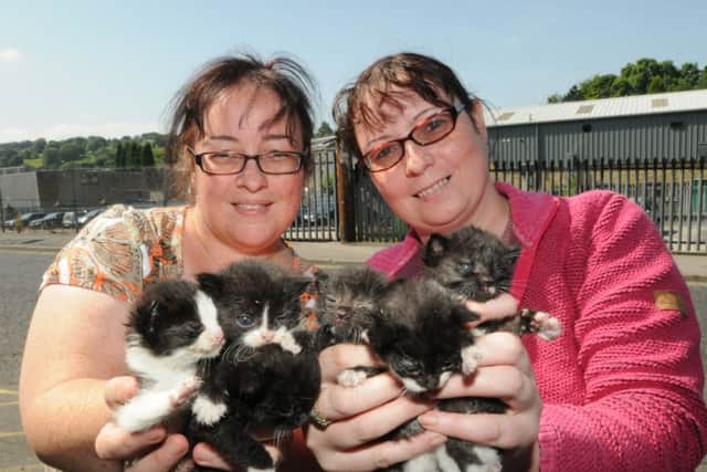 Traci Yates and Leanne Laycock are pictured in Nelson with the kittens that will need new homes.
