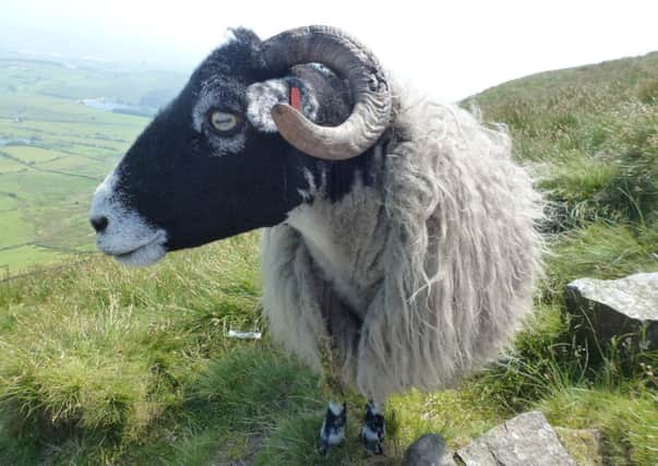 FEELING SHEEPISH: Taken on the 11th July 2013