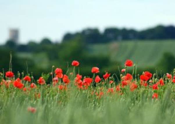 This picture of poppies was taken by Peter C Frost of Epworth.
