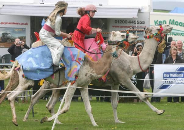 Joseph's Amazing Camels race at the Trawden Show.