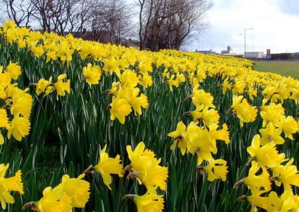 Daffodils. Photo by Ian Watkin, Blyth