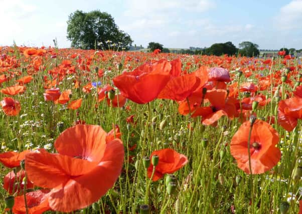 Support the Poppy Appeal by growing poppies.