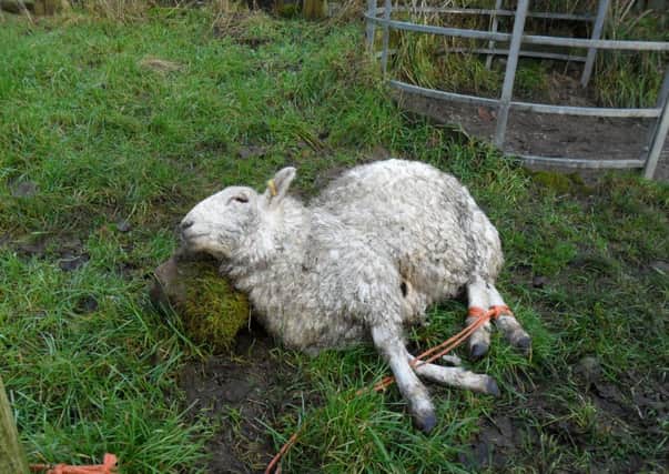 A dead sheep which was left tied to a gate next to a public footpath in Whalley. apparently as a demonstration of what harm loose dogs can do.