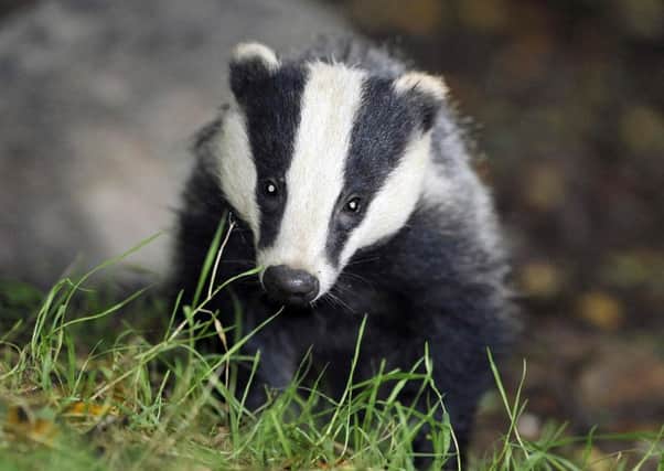 A badger. Photo: Ben Birchall/PA Wire