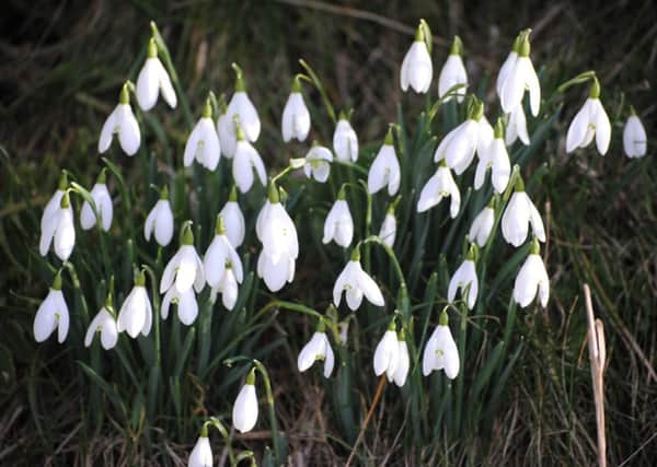 A snowdrops photo by Pat Iddon, from Euxton